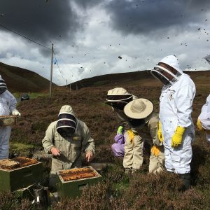 South Of scotland beekeepers - heather honey collection